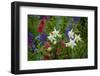 Columbine, Indian Paintbrush, Bluebells, and Lupine, Utah-Howie Garber-Framed Premium Photographic Print