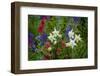 Columbine, Indian Paintbrush, Bluebells, and Lupine, Utah-Howie Garber-Framed Photographic Print