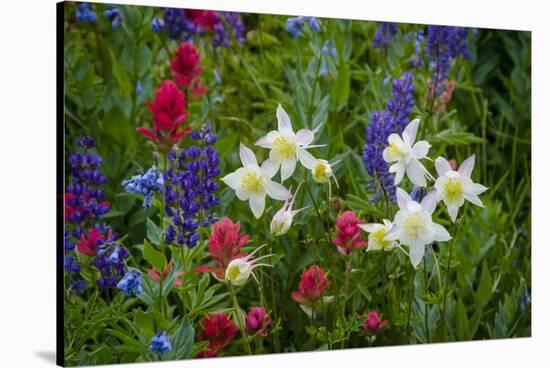 Columbine, Indian Paintbrush, Bluebells, and Lupine, Utah-Howie Garber-Stretched Canvas