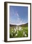 Columbine Morning I-Dan Ballard-Framed Photographic Print