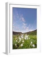 Columbine Morning I-Dan Ballard-Framed Photographic Print