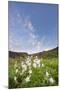 Columbine Morning I-Dan Ballard-Mounted Photographic Print