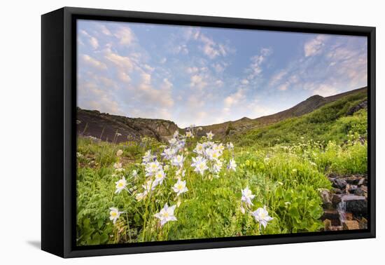 Columbine Morning II-Dan Ballard-Framed Stretched Canvas