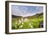 Columbine Morning II-Dan Ballard-Framed Photographic Print