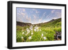 Columbine Morning II-Dan Ballard-Framed Photographic Print