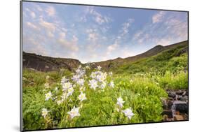 Columbine Morning II-Dan Ballard-Mounted Photographic Print