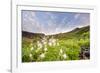 Columbine Morning II-Dan Ballard-Framed Photographic Print