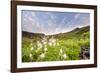 Columbine Morning II-Dan Ballard-Framed Photographic Print