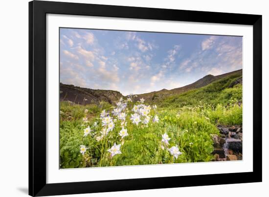 Columbine Morning II-Dan Ballard-Framed Photographic Print