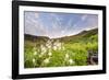 Columbine Morning II-Dan Ballard-Framed Photographic Print