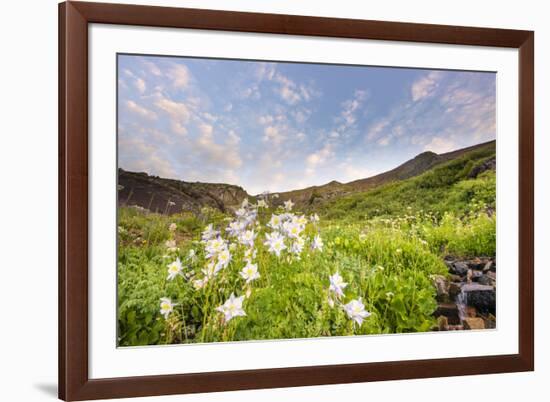 Columbine Morning II-Dan Ballard-Framed Photographic Print