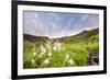 Columbine Morning II-Dan Ballard-Framed Photographic Print