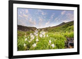 Columbine Morning II-Dan Ballard-Framed Photographic Print