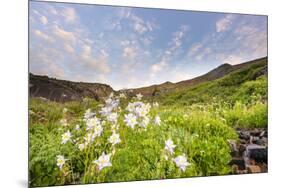 Columbine Morning II-Dan Ballard-Mounted Photographic Print