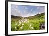 Columbine Morning II-Dan Ballard-Framed Photographic Print