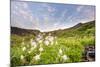 Columbine Morning II-Dan Ballard-Mounted Photographic Print