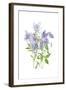 Columbine Spray I-Tim O'Toole-Framed Art Print