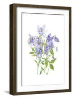 Columbine Spray I-Tim O'Toole-Framed Art Print