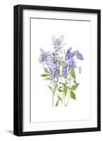 Columbine Spray I-Tim O'Toole-Framed Art Print