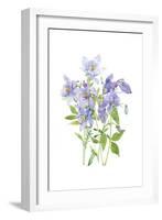 Columbine Spray I-Tim O'Toole-Framed Art Print