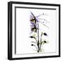 Columbine Square 1-Albert Koetsier-Framed Premium Giclee Print