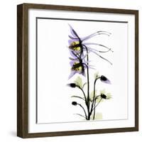 Columbine Square 1-Albert Koetsier-Framed Art Print