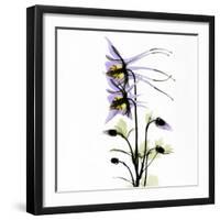 Columbine Square 1-Albert Koetsier-Framed Art Print