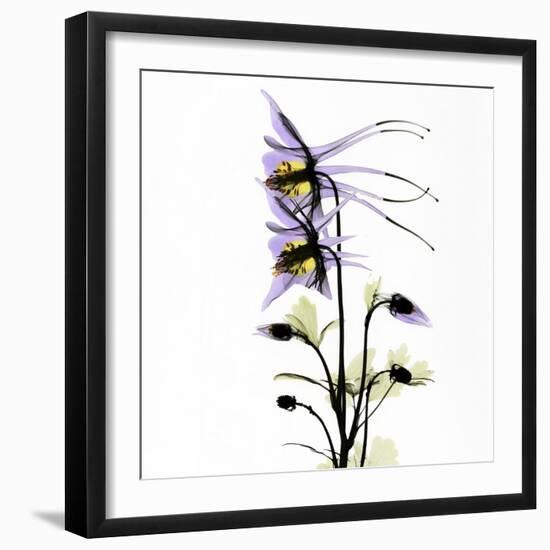 Columbine Square 1-Albert Koetsier-Framed Art Print