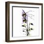 Columbine Square 1-Albert Koetsier-Framed Art Print