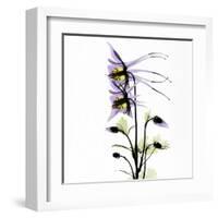 Columbine Square 1-Albert Koetsier-Framed Art Print