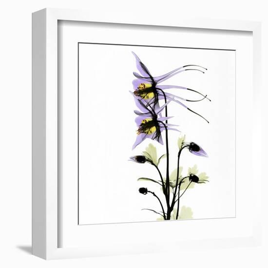 Columbine Square 1-Albert Koetsier-Framed Art Print