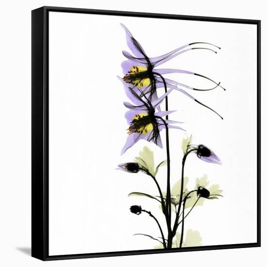 Columbine Square 1-Albert Koetsier-Framed Stretched Canvas