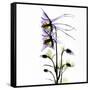 Columbine Square 1-Albert Koetsier-Framed Stretched Canvas