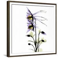 Columbine Square 1-Albert Koetsier-Framed Premium Giclee Print