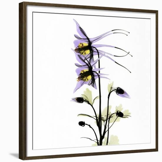 Columbine Square 1-Albert Koetsier-Framed Premium Giclee Print