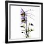 Columbine Square 1-Albert Koetsier-Framed Premium Giclee Print