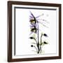 Columbine Square 1-Albert Koetsier-Framed Art Print