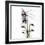 Columbine Square 1-Albert Koetsier-Framed Art Print