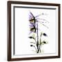 Columbine Square 1-Albert Koetsier-Framed Art Print