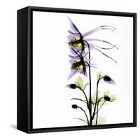 Columbine Square 1-Albert Koetsier-Framed Stretched Canvas