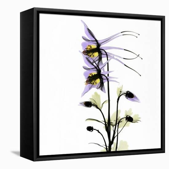 Columbine Square 1-Albert Koetsier-Framed Stretched Canvas