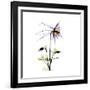 Columbine Square 2-Albert Koetsier-Framed Premium Giclee Print