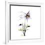 Columbine Square 2-Albert Koetsier-Framed Premium Giclee Print