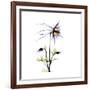 Columbine Square 2-Albert Koetsier-Framed Premium Giclee Print