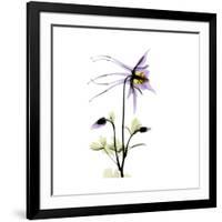 Columbine Square 2-Albert Koetsier-Framed Premium Giclee Print