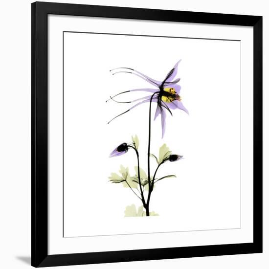 Columbine Square 2-Albert Koetsier-Framed Premium Giclee Print