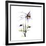 Columbine Square 2-Albert Koetsier-Framed Premium Giclee Print