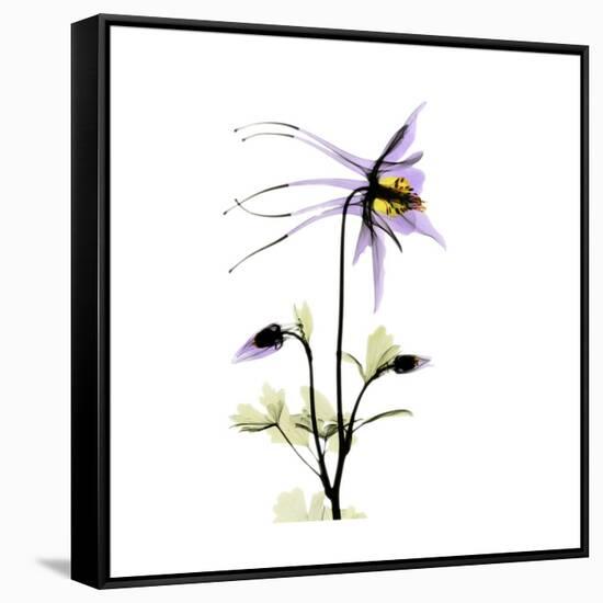 Columbine Square 2-Albert Koetsier-Framed Stretched Canvas