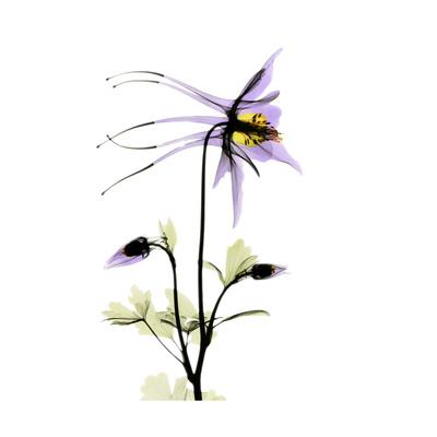 'Columbine Square 2' Premium Giclee Print Albert Koetsier