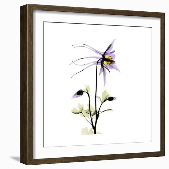 Columbine Square 2-Albert Koetsier-Framed Premium Giclee Print